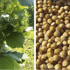 Комплект 5шт / Фундук Анапский Комплект 5шт / Фундук Анапский